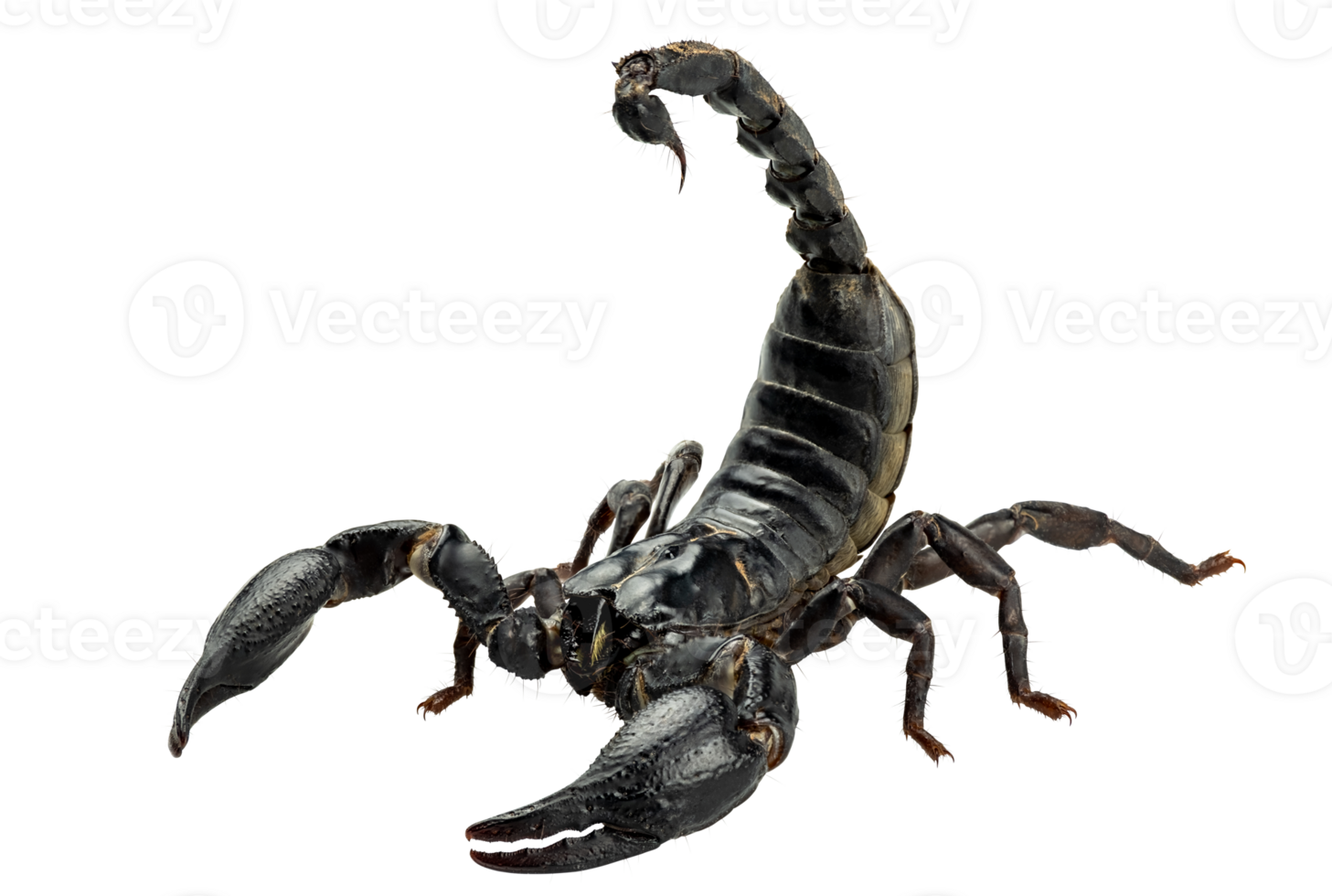 Emperor Scorpion, Pandinus imperator, Black scorpion isolated on transparent background, PNG File