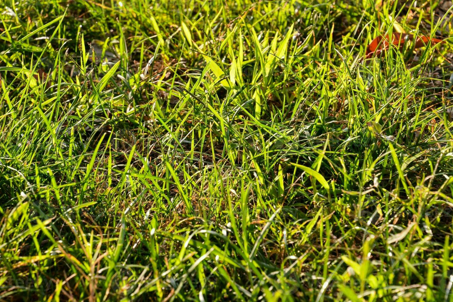 green grass in the morning photo