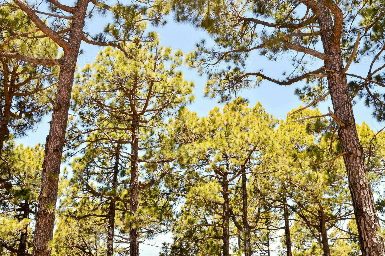 pine trees in the forest photo