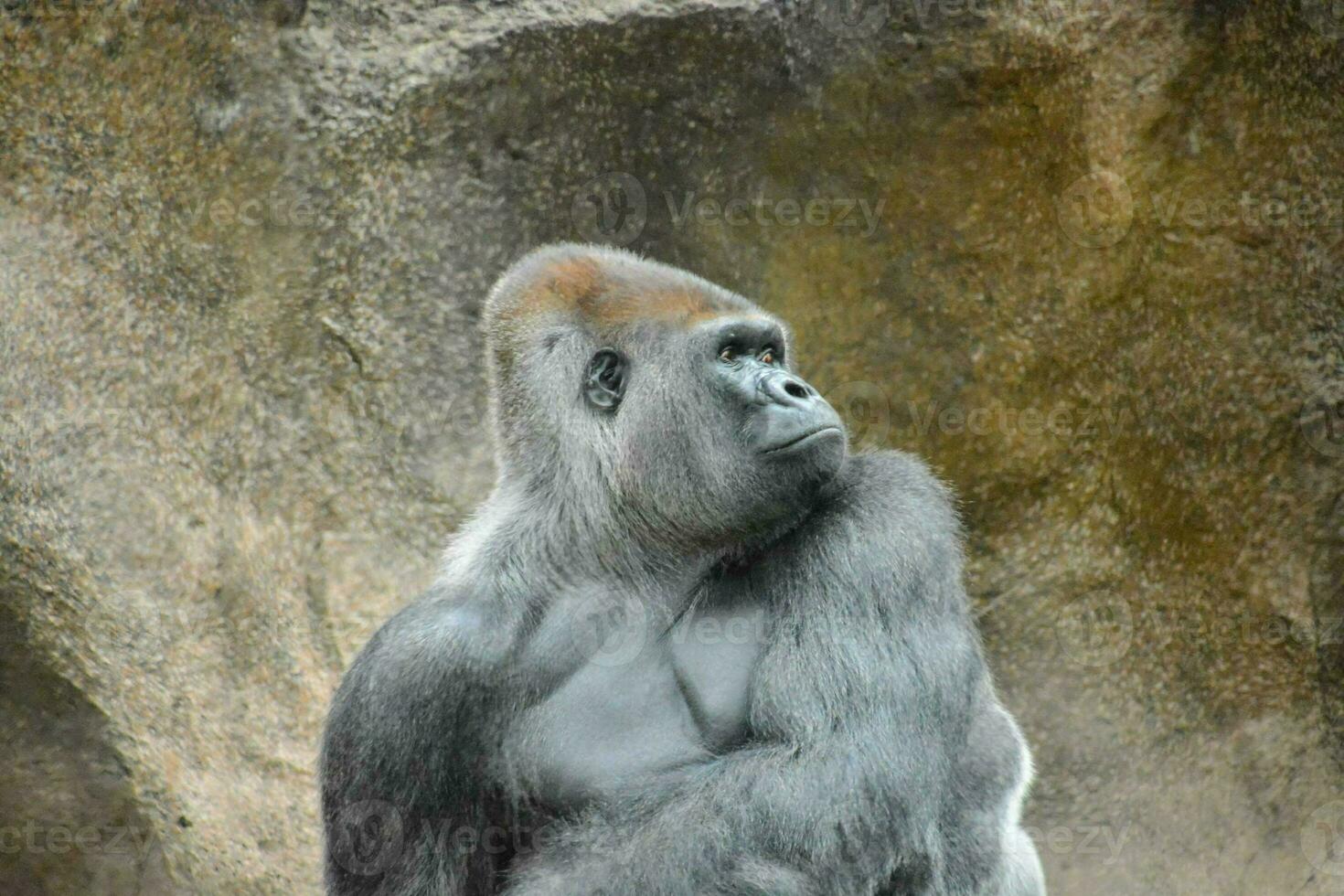 a gorilla sitting on a rock photo