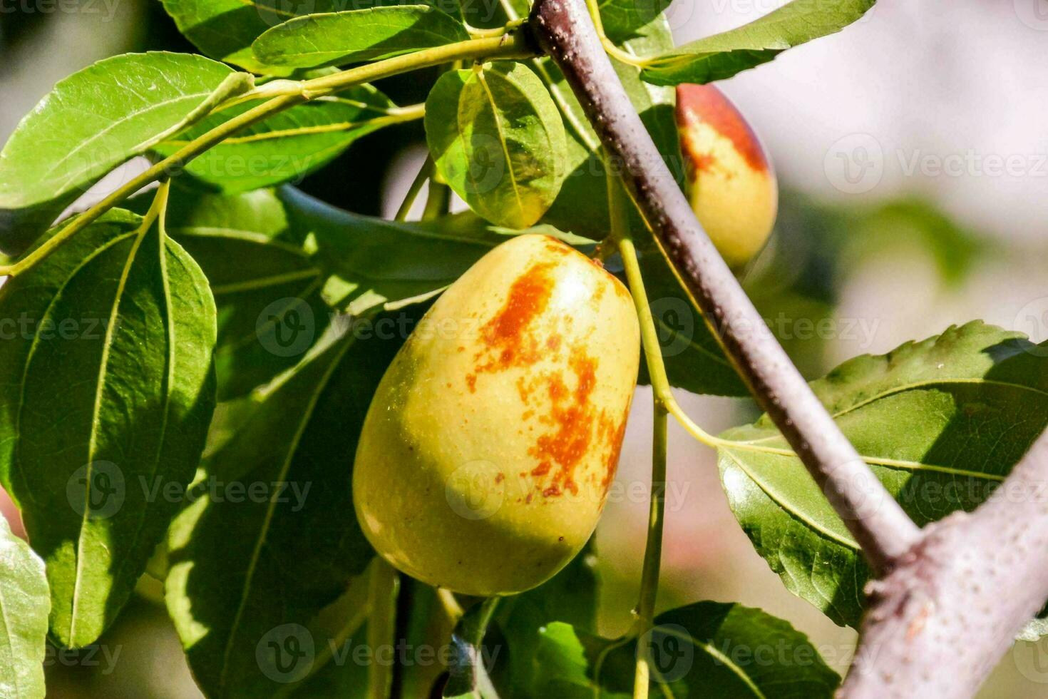 a close up of a ripe peach on a tree photo