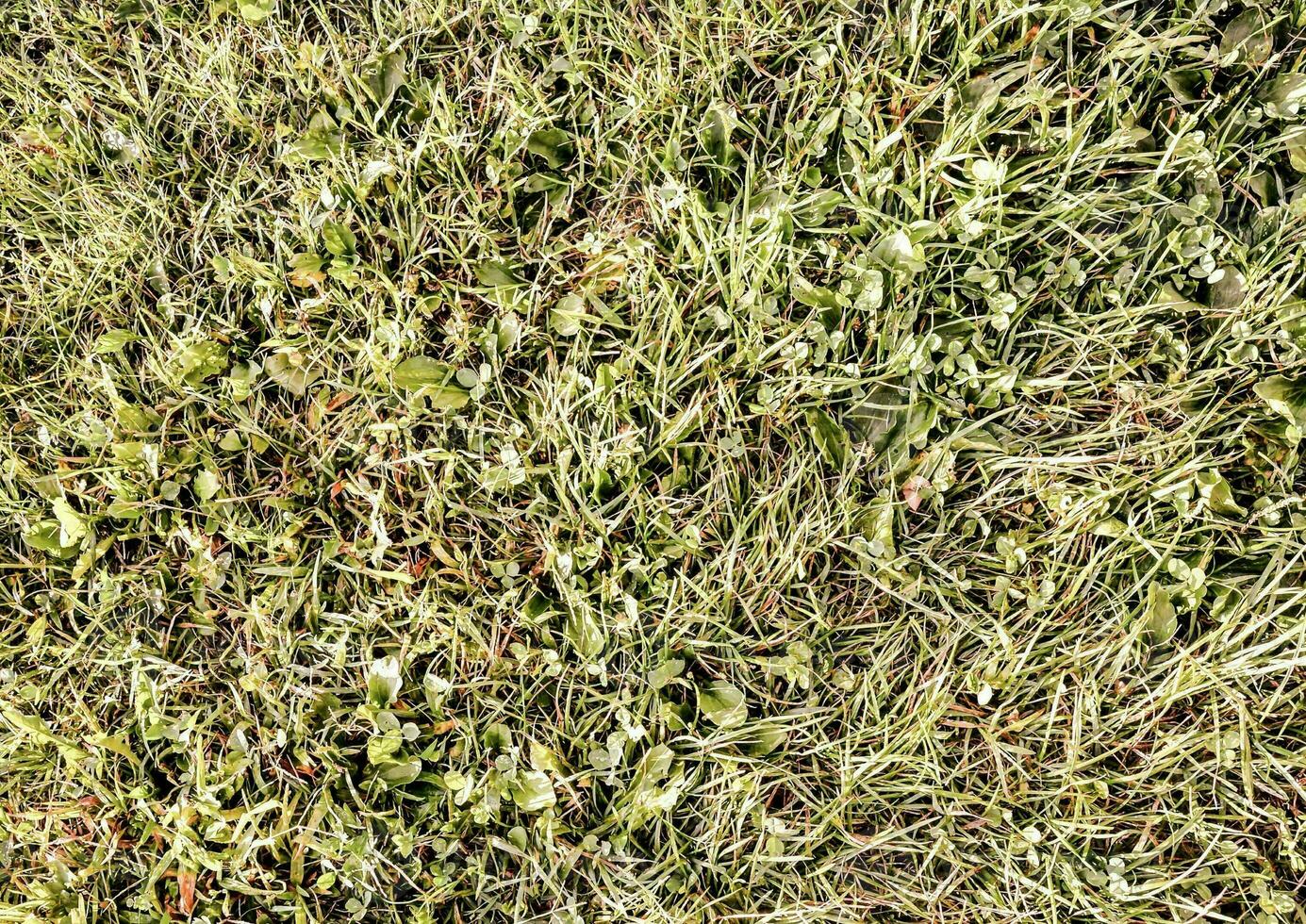 a close up of a grassy field with weeds photo