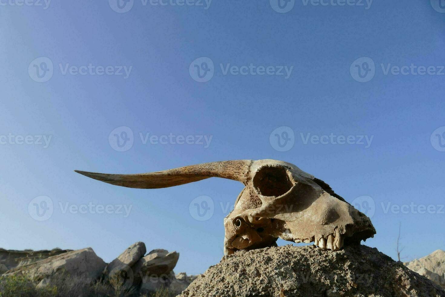 a skull with horns on top of a rock photo