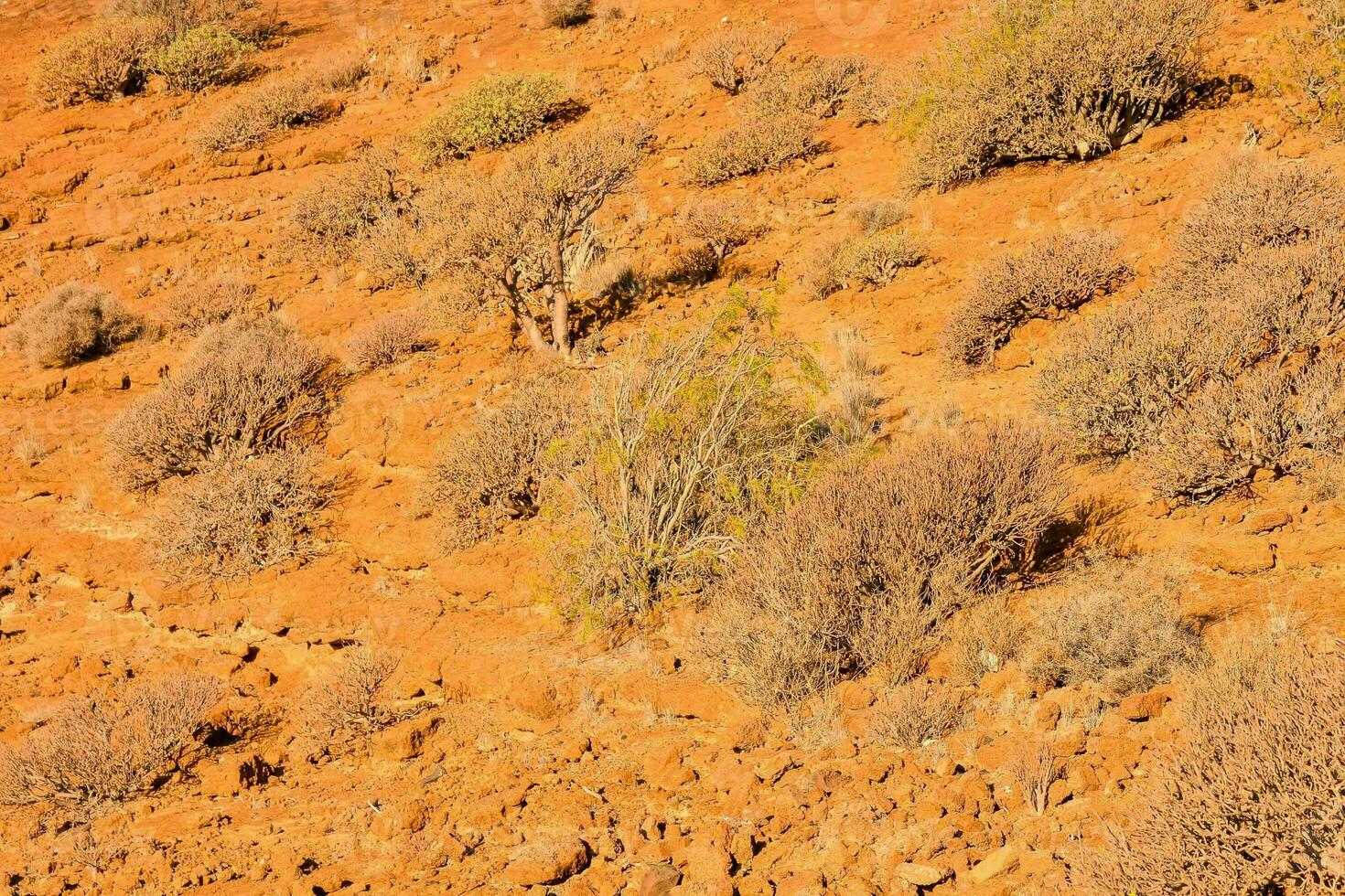an orange colored hillside photo