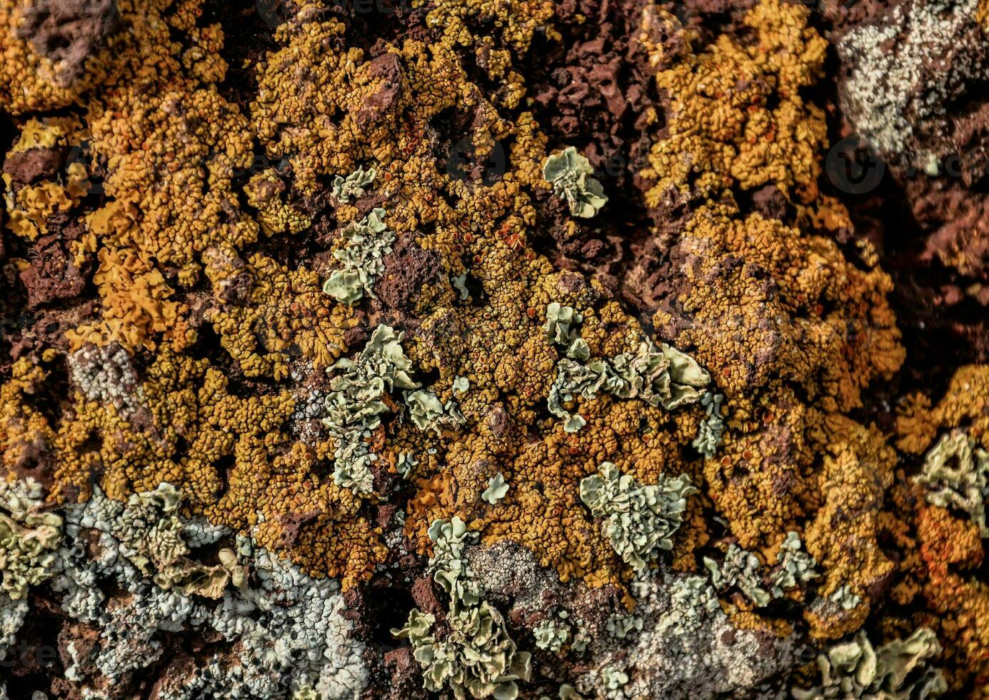 a close up of a rock with lichen on it photo