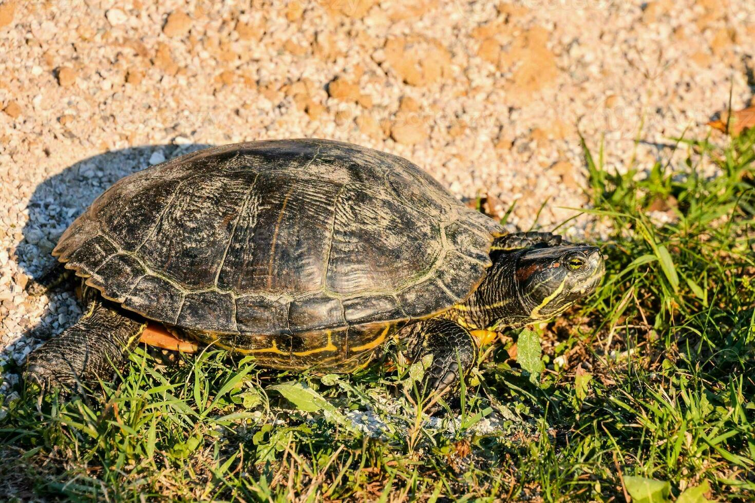 a turtle is walking on the ground photo
