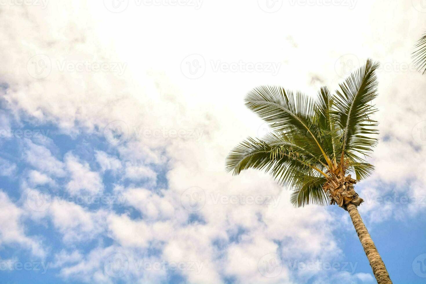 palm tree in the sky photo