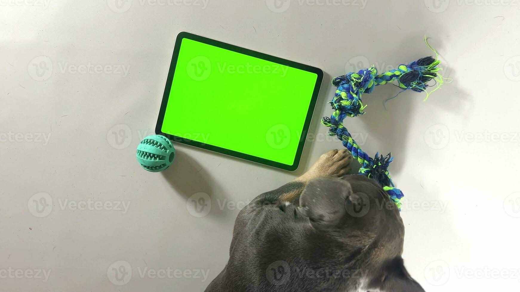 A dog near a tablet with a green screen. French bulldog and stylish dog accessories. Dog and monitor with green screen. Mock Up Display. photo