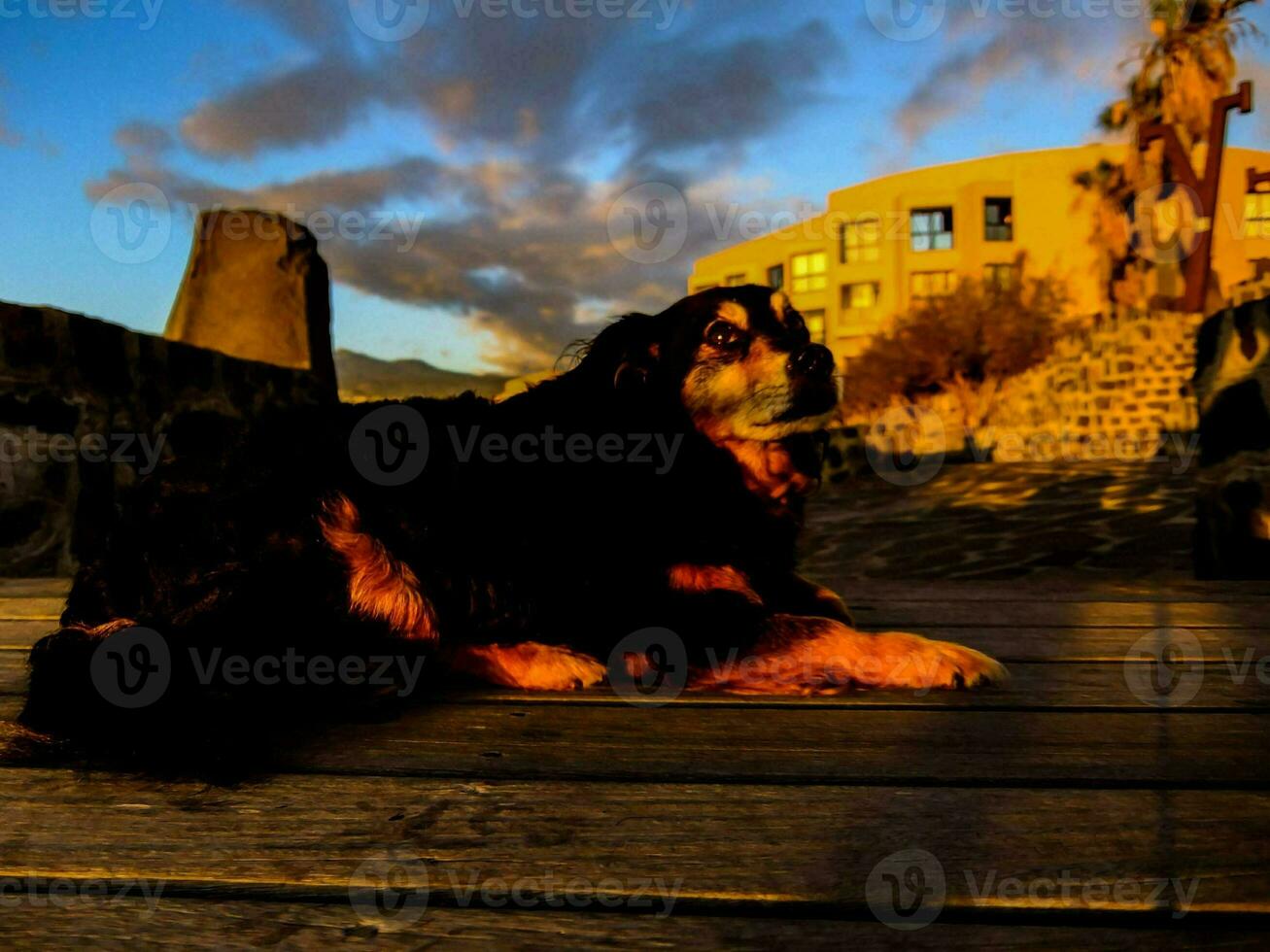 a dog sitting on a wooden deck at sunset photo