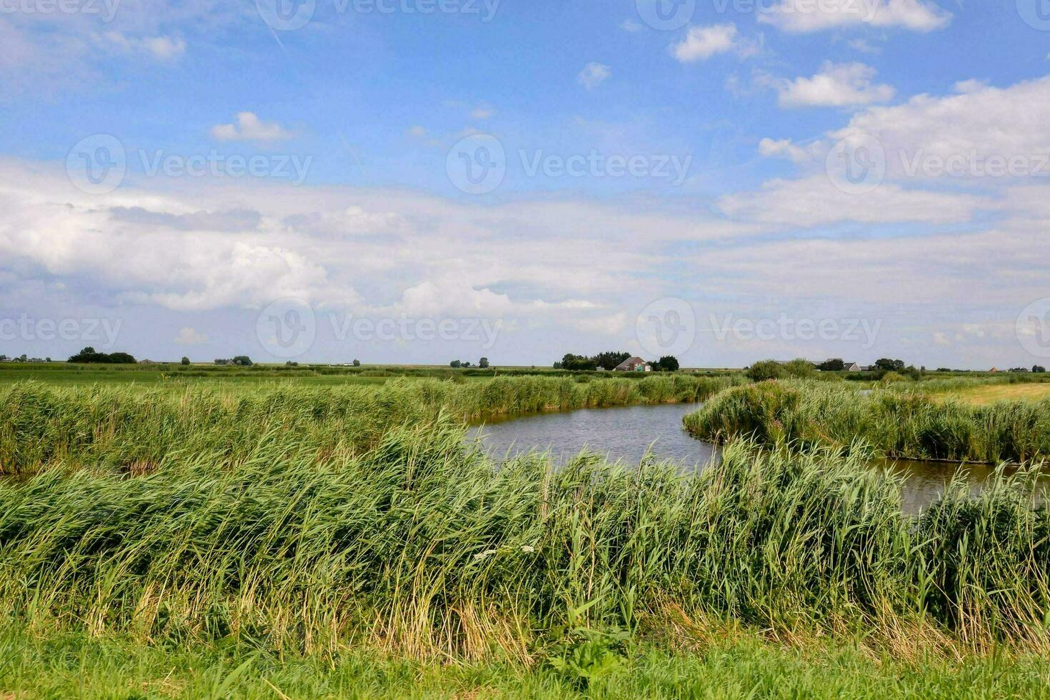un pantano con alto césped y un río foto