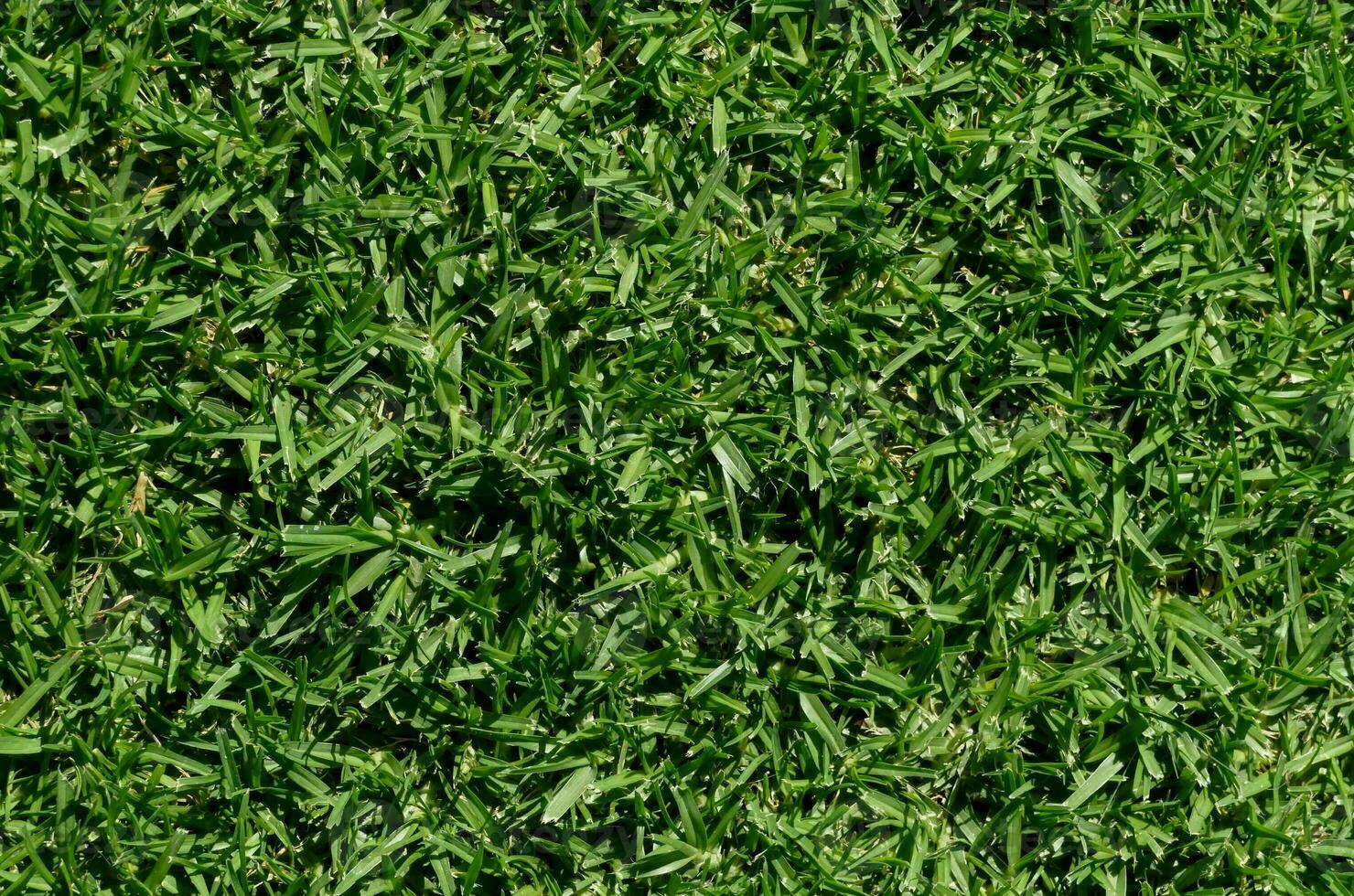 a close up view of a green grass field photo