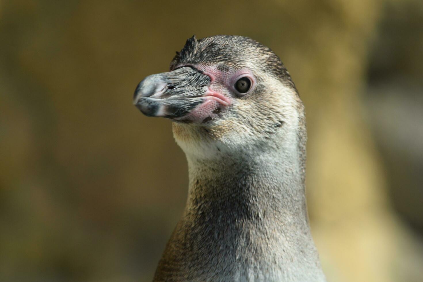 close up of penguin photo