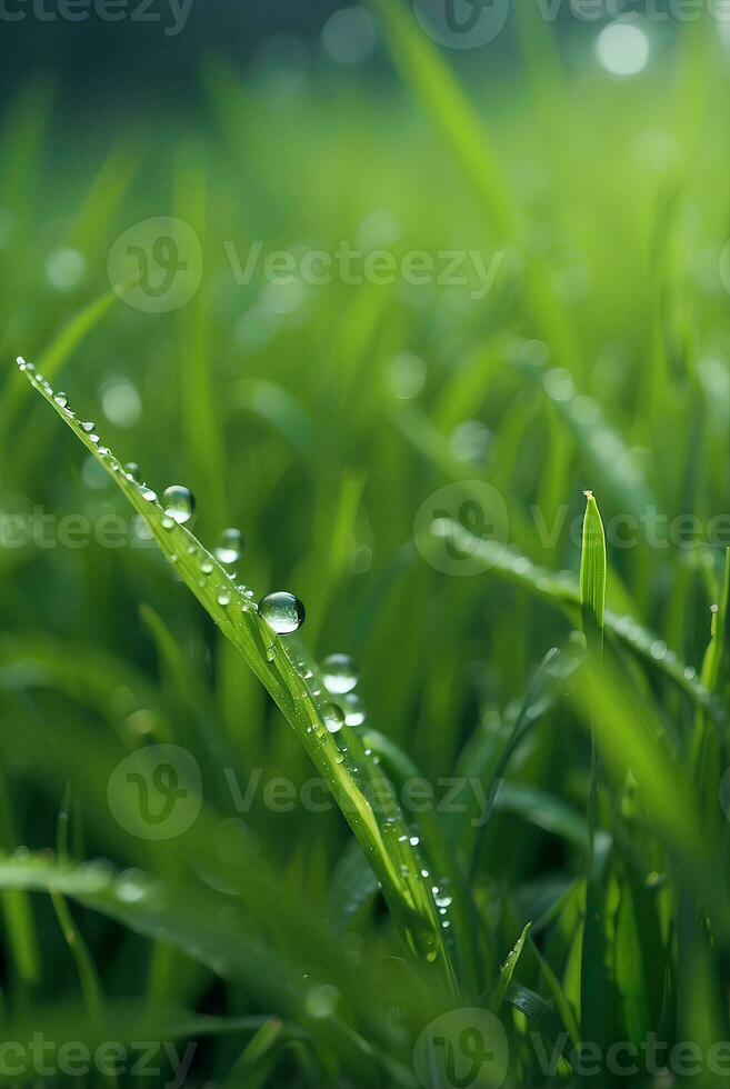 A natural green grass with water drops background. photo