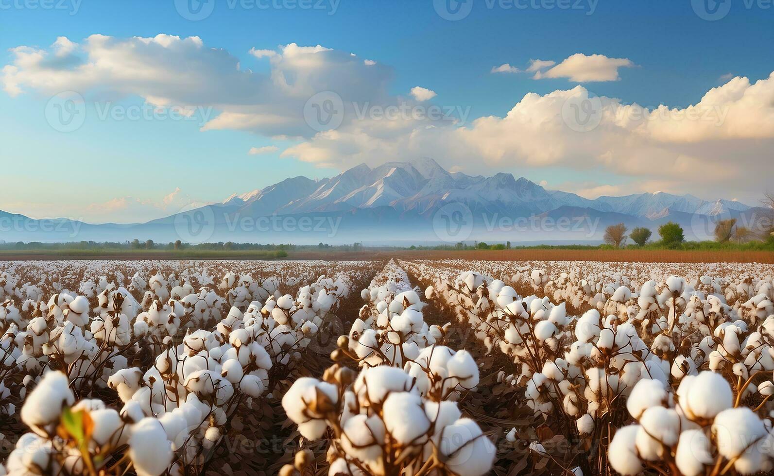 A beautiful cotton field with fluffy white balls. photo