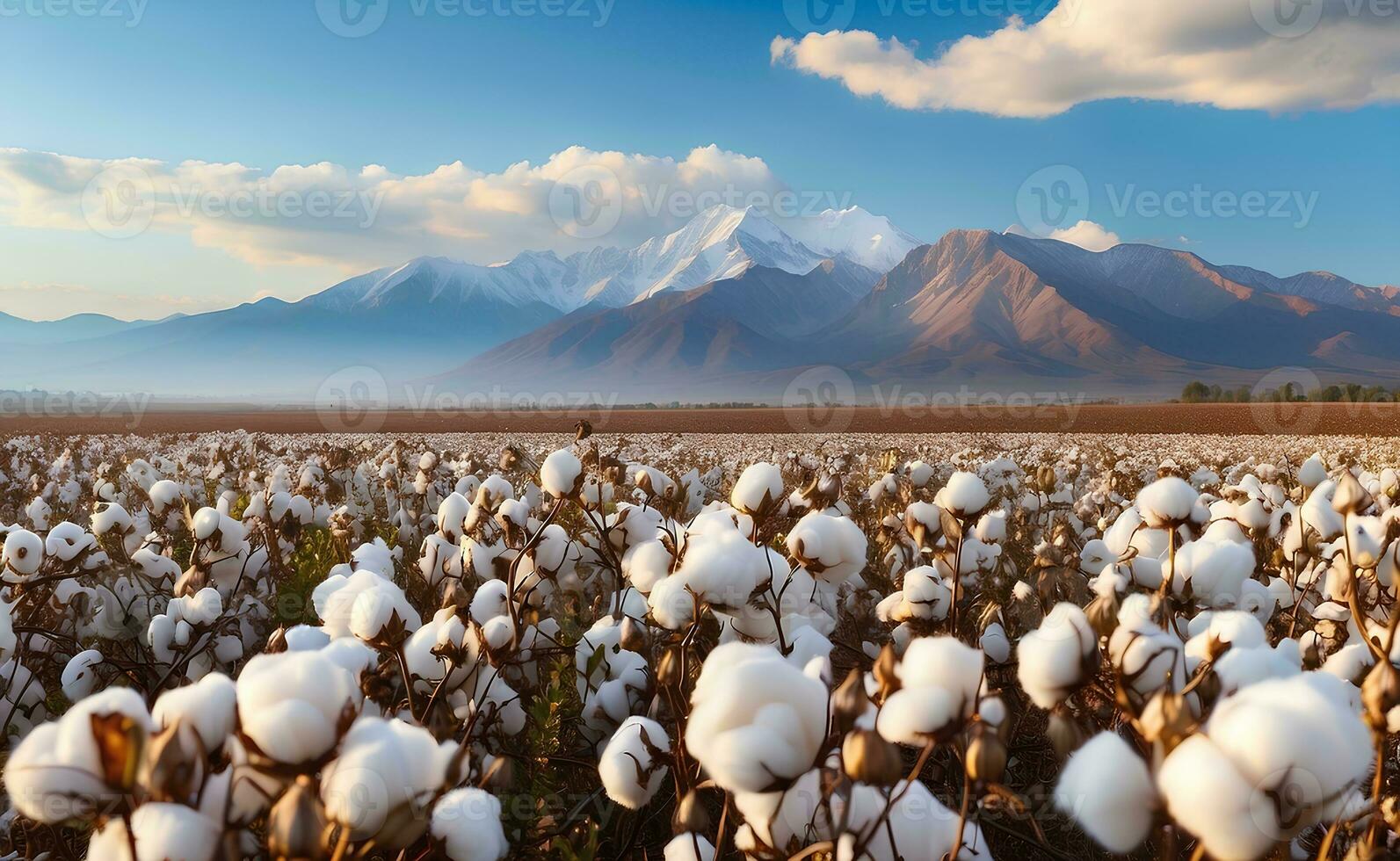 A beautiful cotton field with fluffy white balls. photo