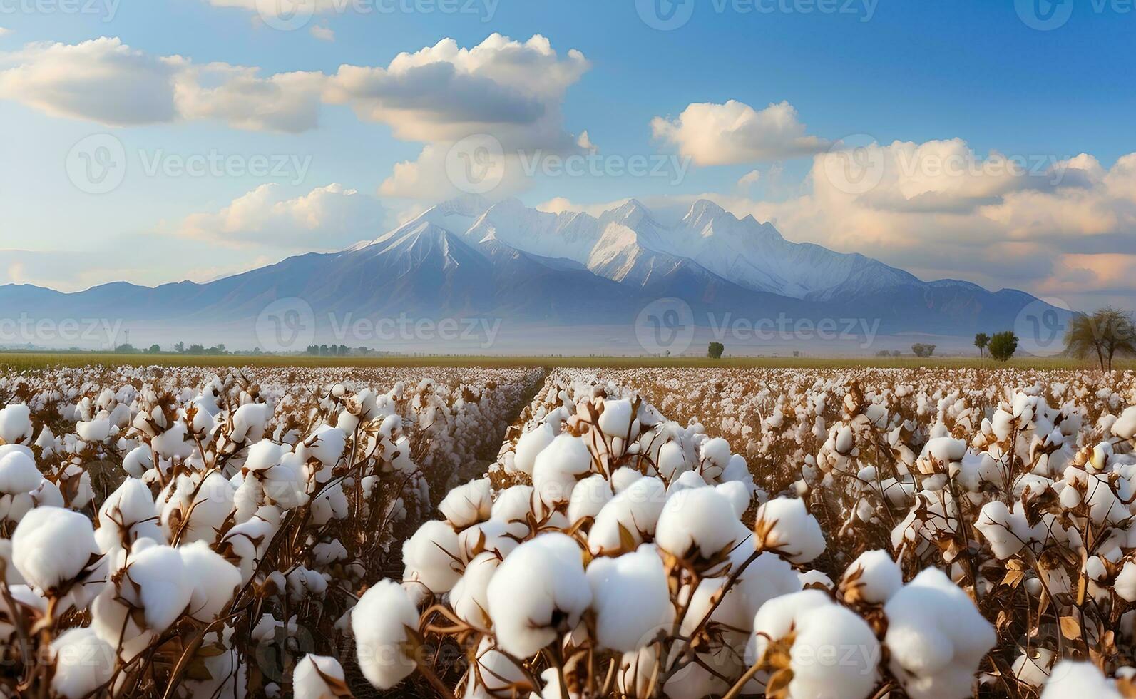 A beautiful cotton field with fluffy white balls. photo