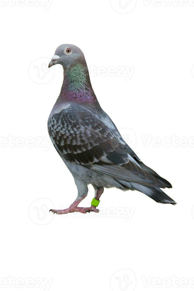 full body of speed racing pigeon bird isolate white background photo