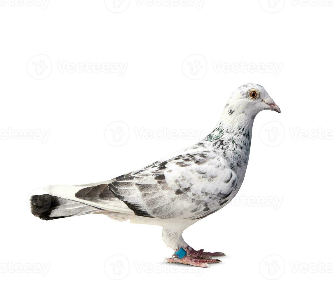 full body of grizt color speed racing pigeon bird isolate white background photo