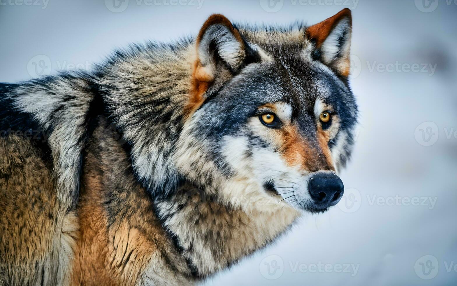 ai generado soledad serenidad, majestuoso solitario lobo encima un besado por la nieve cumbre foto