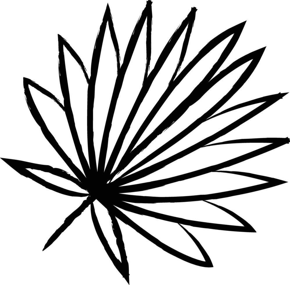 Cabbage palmetto Leaf hand drawn vector illustration