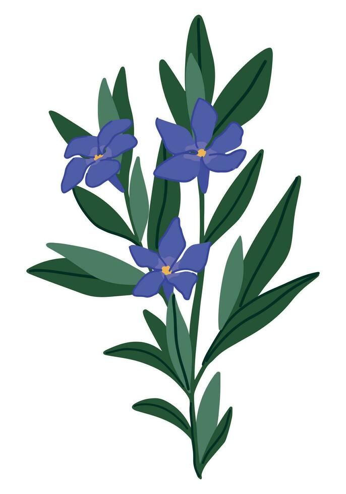 Periwinkle plant clipart. Vinca minor flower in cartoon style. Botanical vector illustration isolated on white.