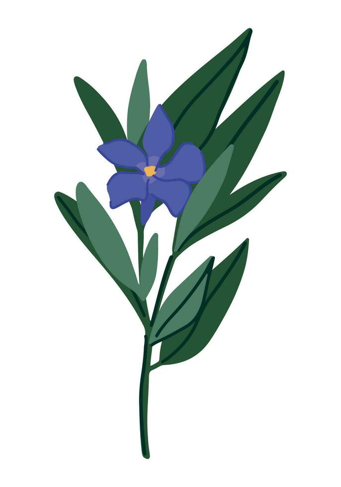 bígaro planta clipart. vinca menor flor en dibujos animados estilo. botánico vector ilustración aislado en blanco.