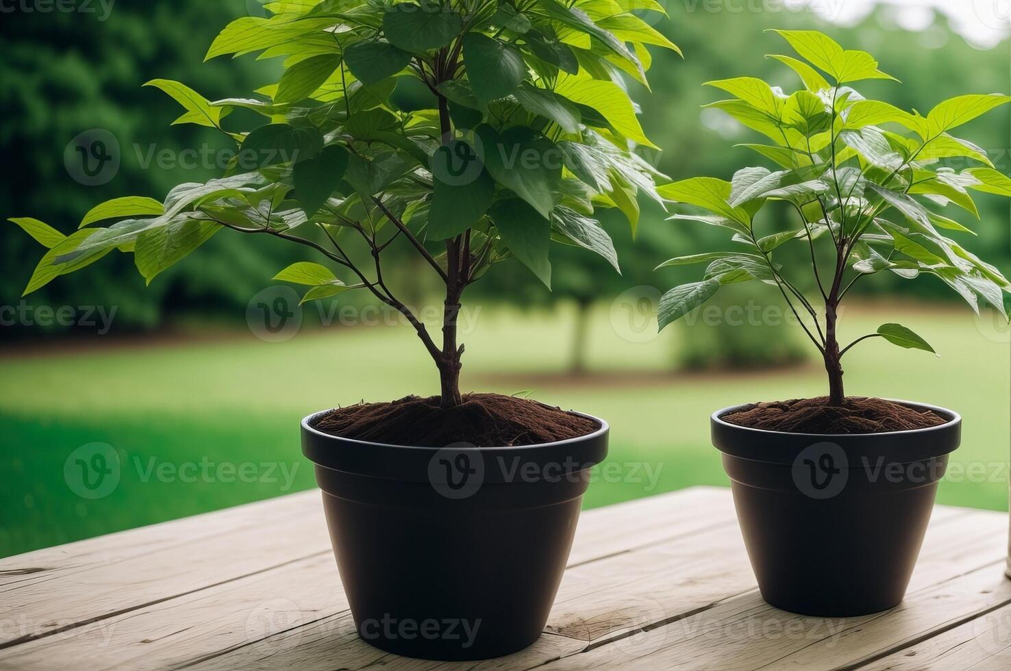 Investment income and growth are represented by a flourishing green tree planted in a pot. photo