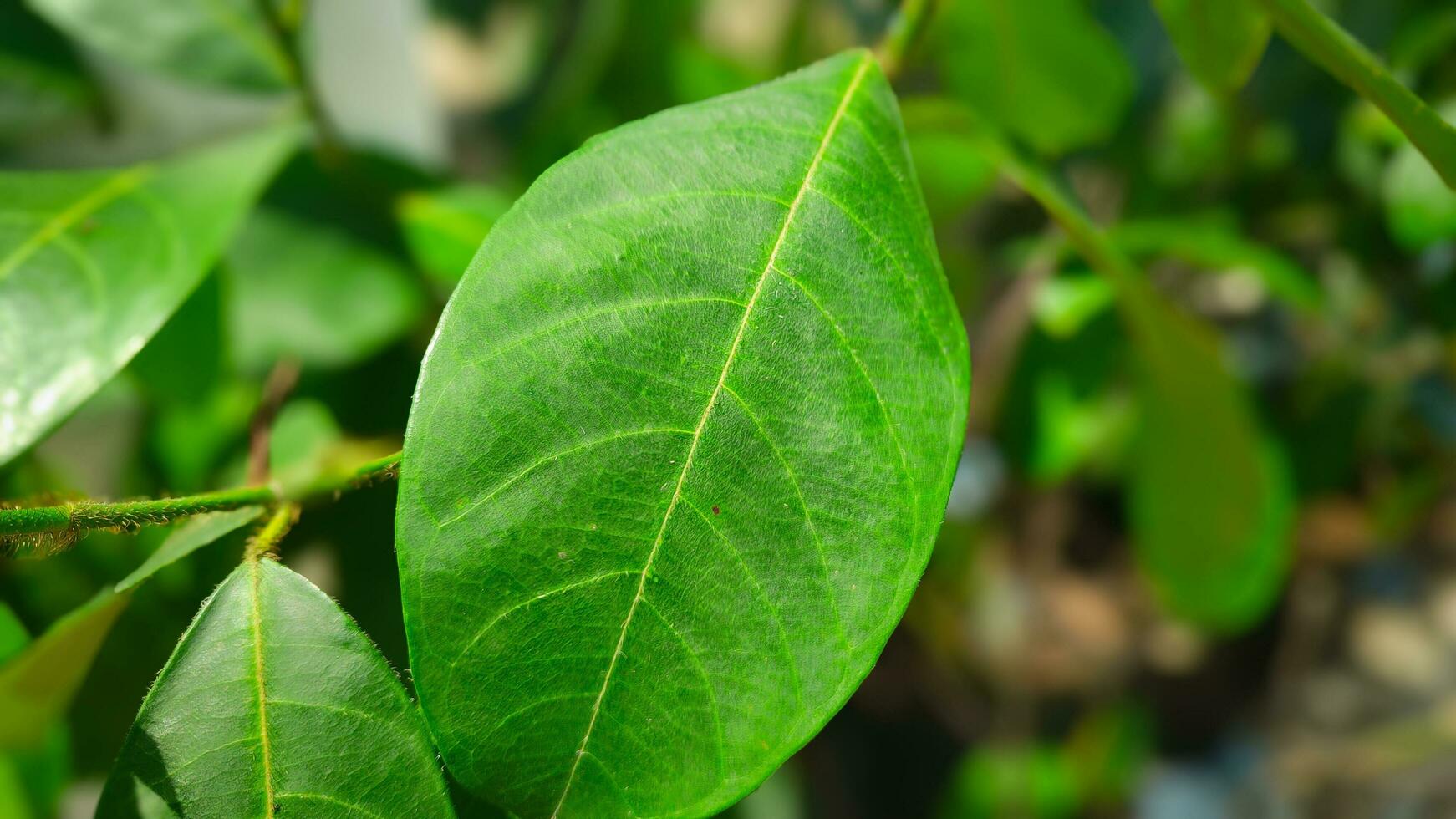 Green cempedak leaves close up with blurred background photo