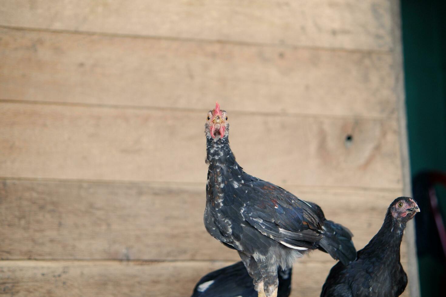 Two young chickens or local chickens with black feathers are roaming around in the yard photo