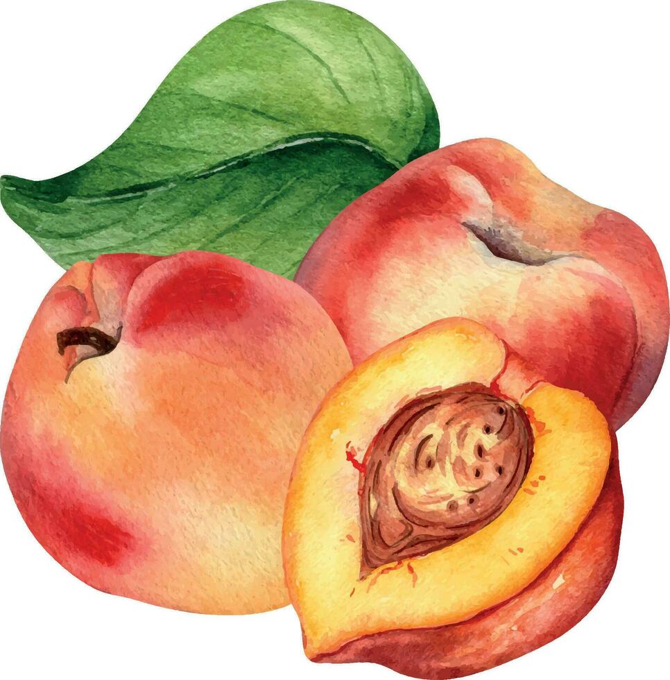 Watercolor illustration with nectarines and leaf isolated on white background. Whole ripe fruits painting. Segment of peach hand drawn. Design element for package, label, tabelwear, cosmetic, juice vector