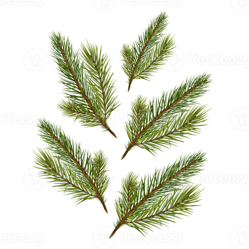 Fir tree branches levitation digital illustration. Pine branches composition. Spruce branches. Element for design Christmas invitation, card, package, ornament of New Year. png