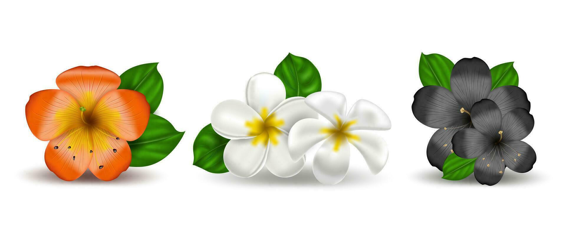 Set of tropical flowers vector