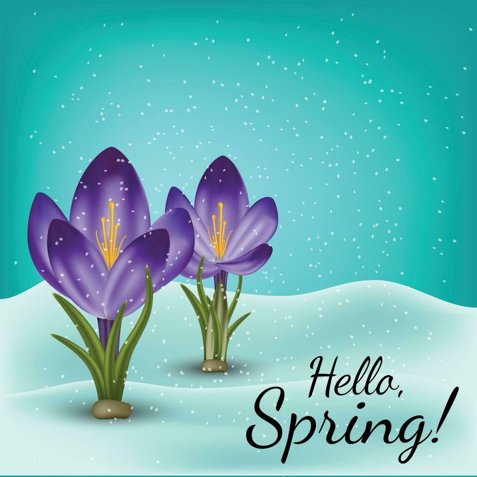 Vector spring flower crocus
