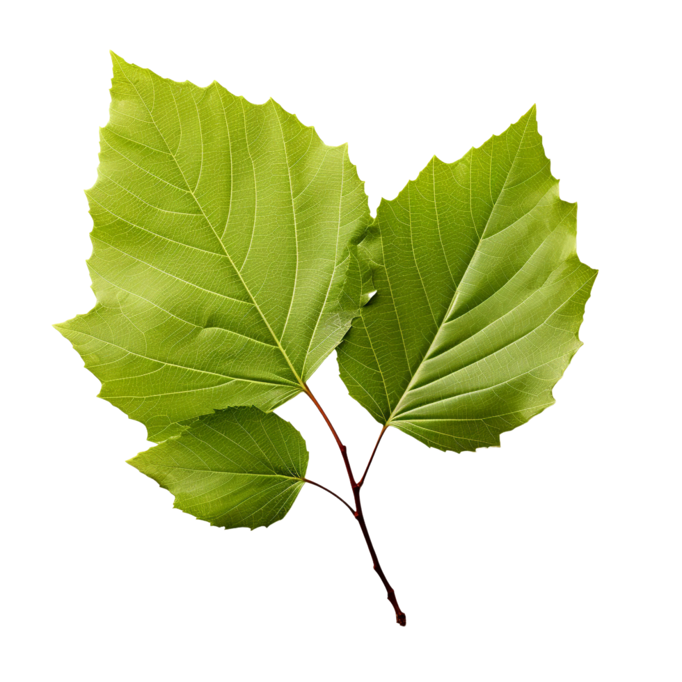 AI generated Alder leaf clip art png