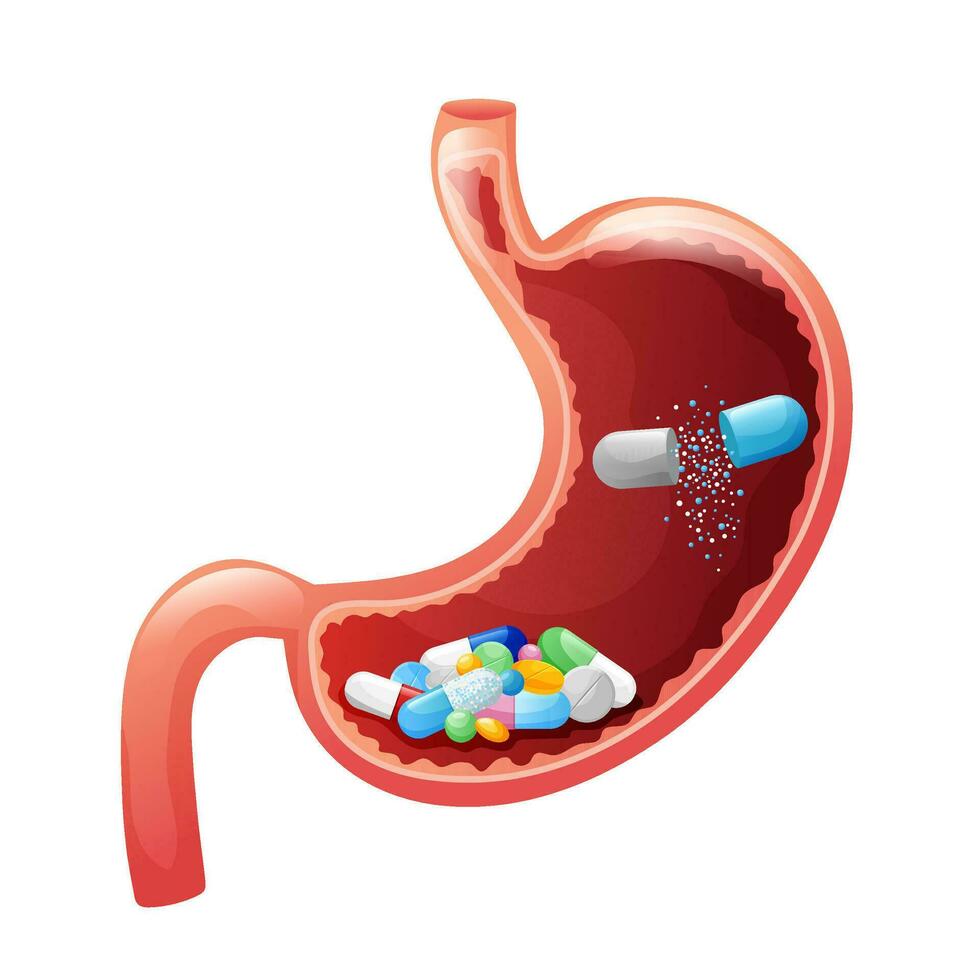 humano estómago con fármaco cápsulas, tabletas y pastillas dentro vector