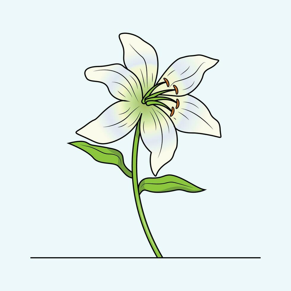 Lily Flower The Illustration vector
