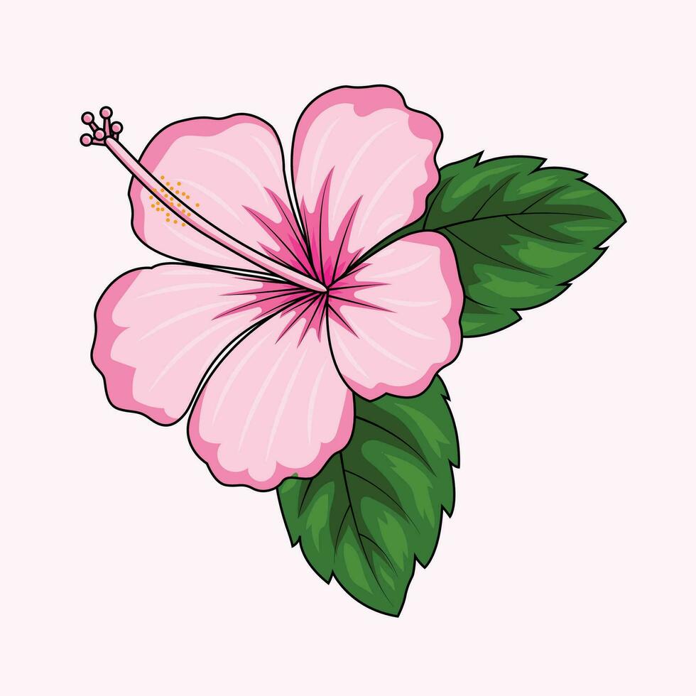 Hibiscus Flower The Illustration vector