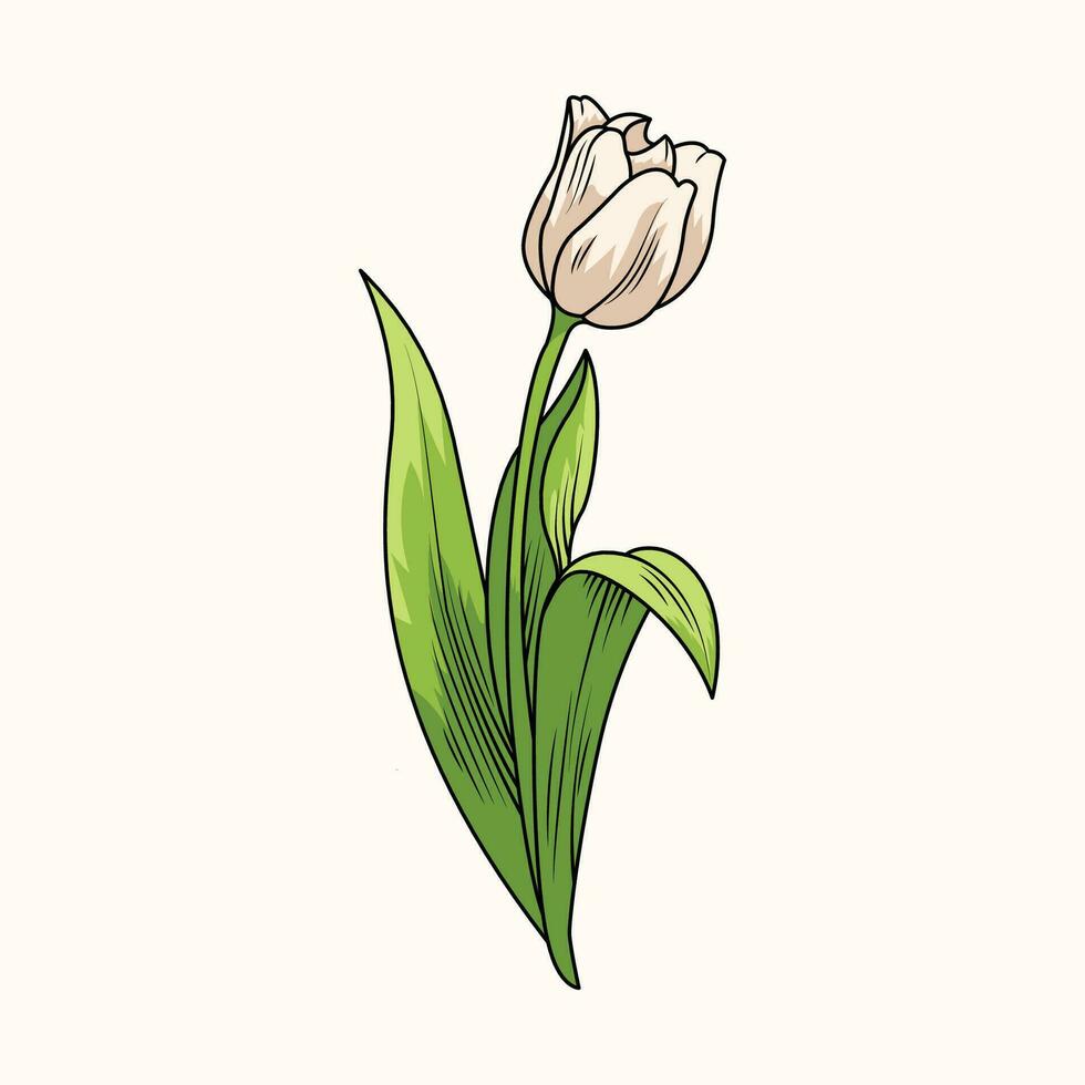 Tulip Flower The Illustration vector