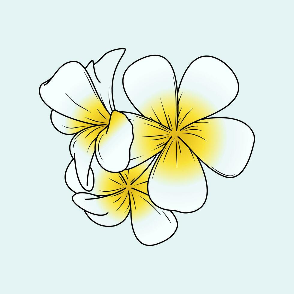 Plumeria Flower The Illustration vector