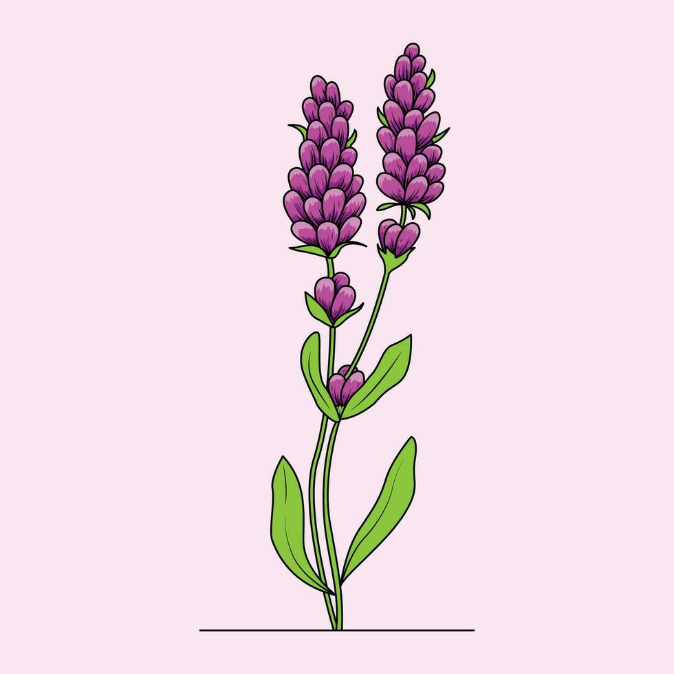 Lavender Flower in Pink The Illustration vector