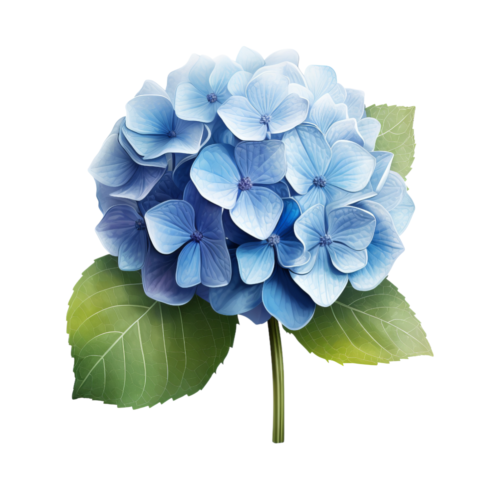 AI generated Blue hydrangea clip art 34822144 PNG