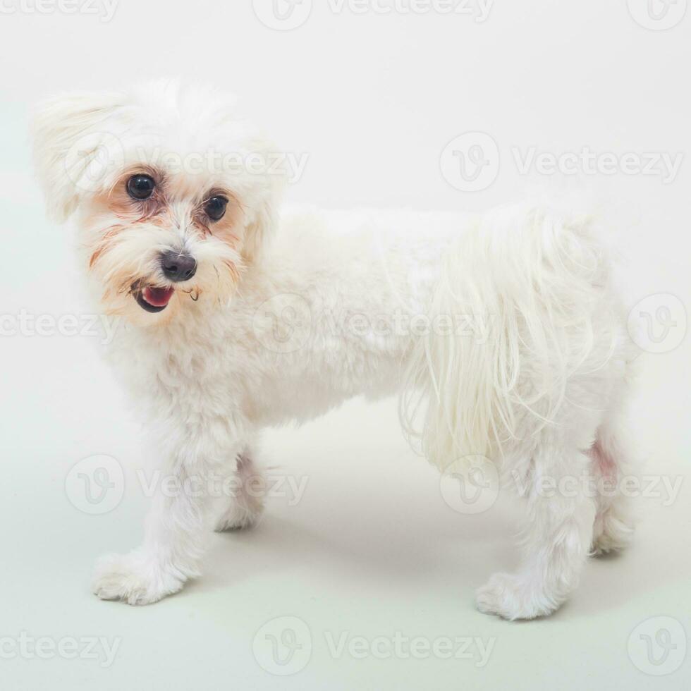 Portrait of cute female maltese dog on gray background photo