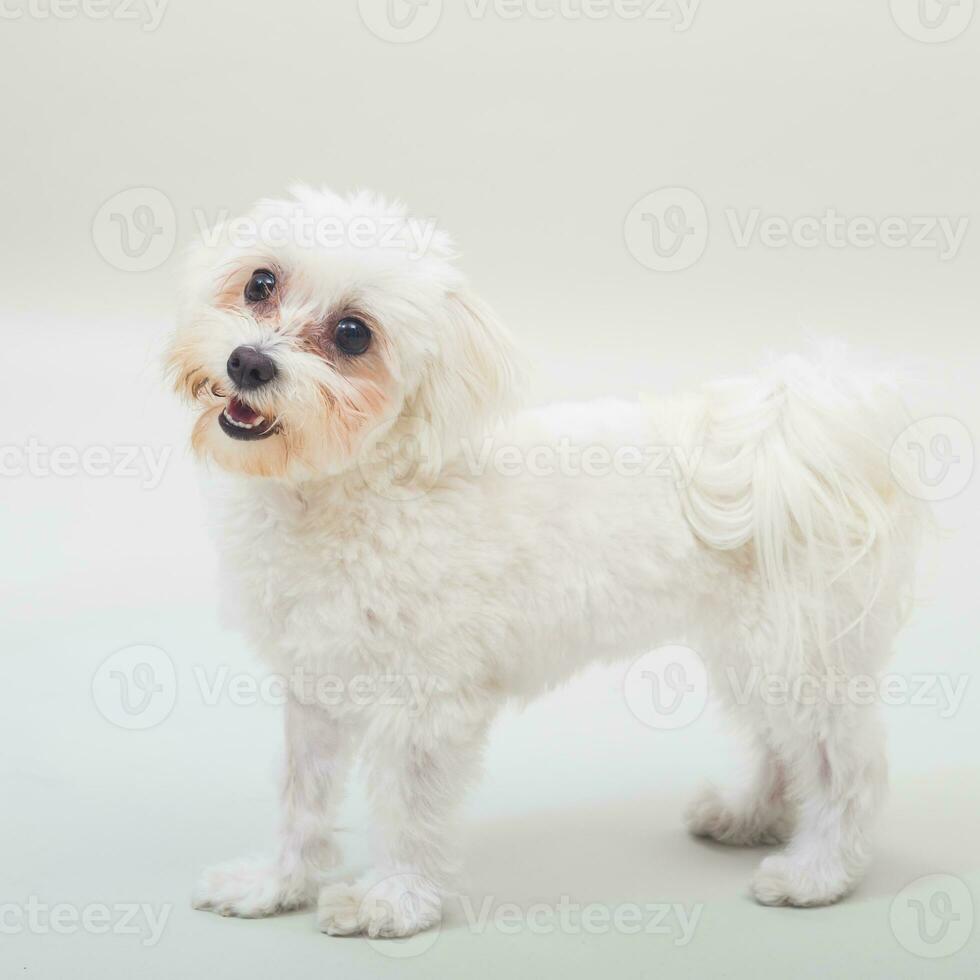 Portrait of cute female maltese dog on gray background photo