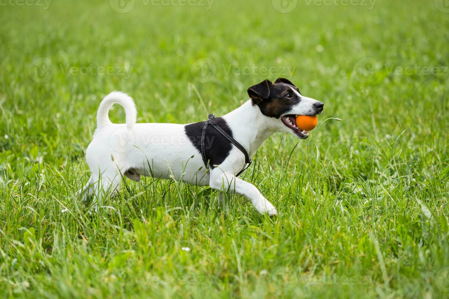 Cute dog Jack Russell Terrier enjoys playing with a ball in the nature photo