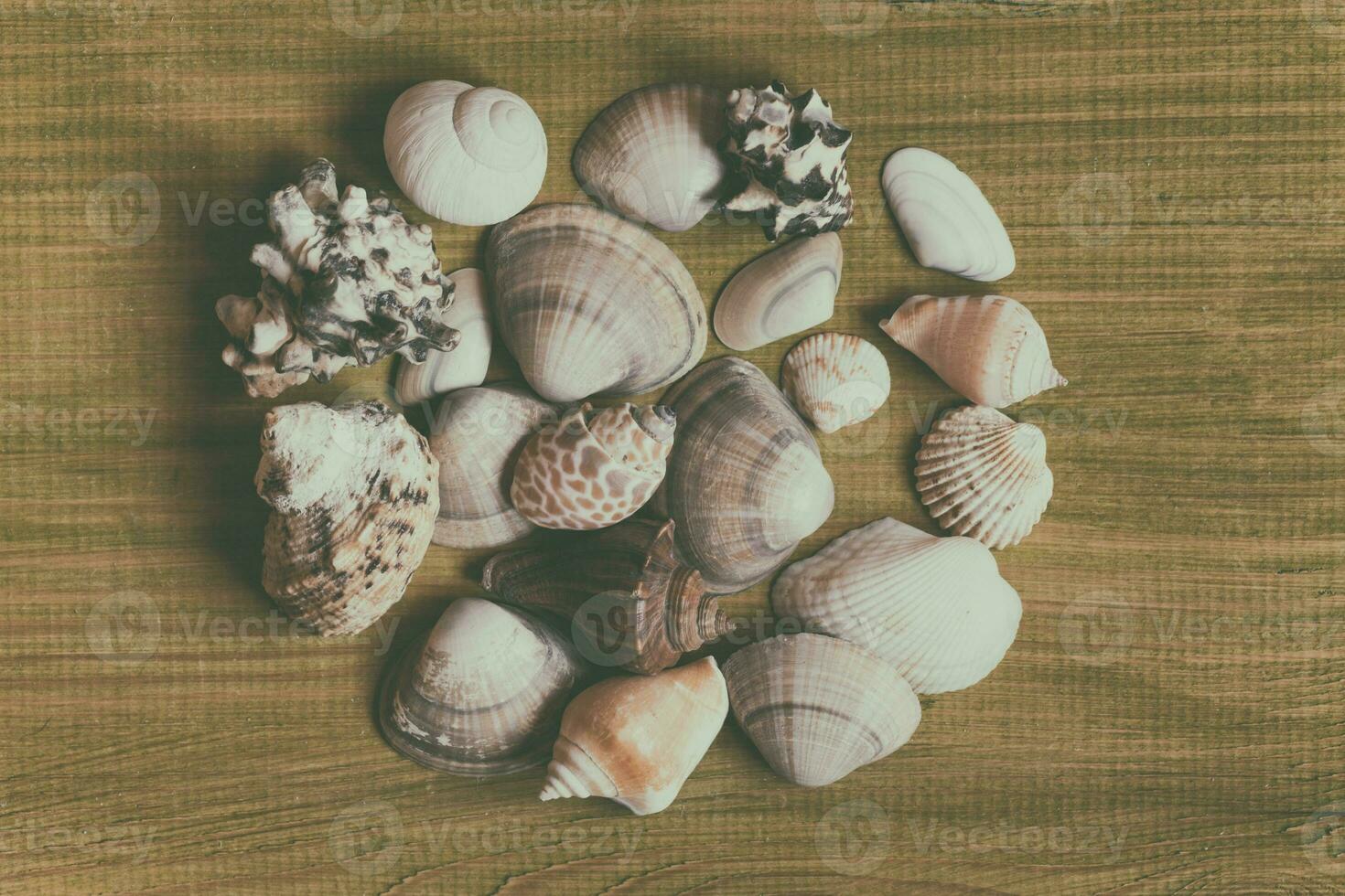 Sea shells on a wooden table photo
