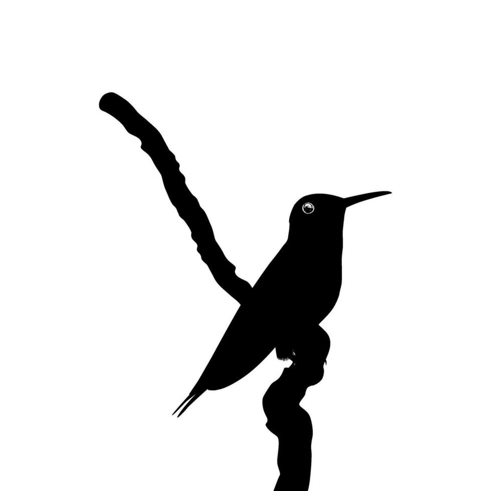 Perched Hummingbird Silhouette, can use Art Illustration, Website, Logo Gram, Pictogram or Graphic Design Element. Vector Illustration