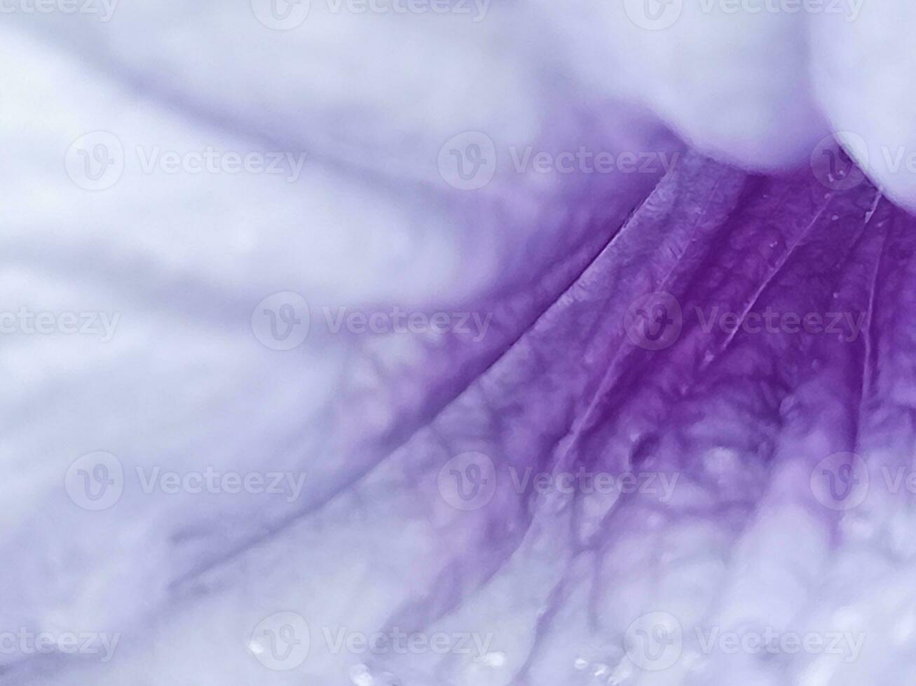 Rain drops on a purple flower photo
