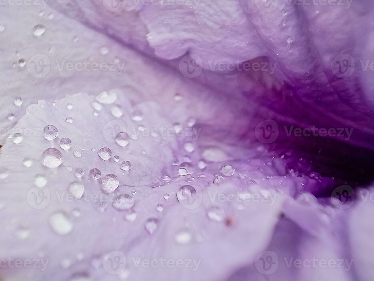 lluvia gotas en un púrpura flor foto