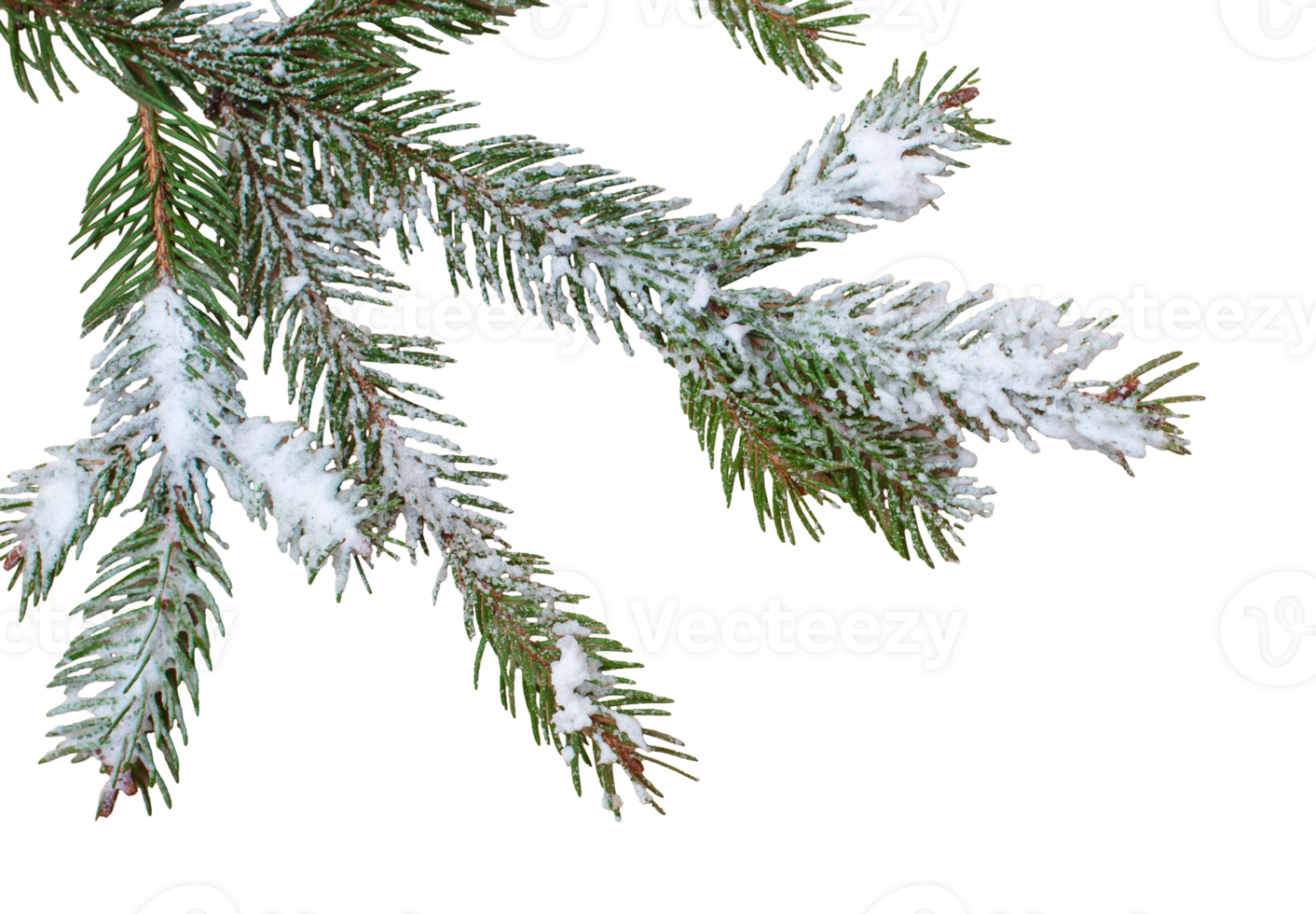 Christmas tree branch with snow. Winter holiday element for greeting card, design invitation png