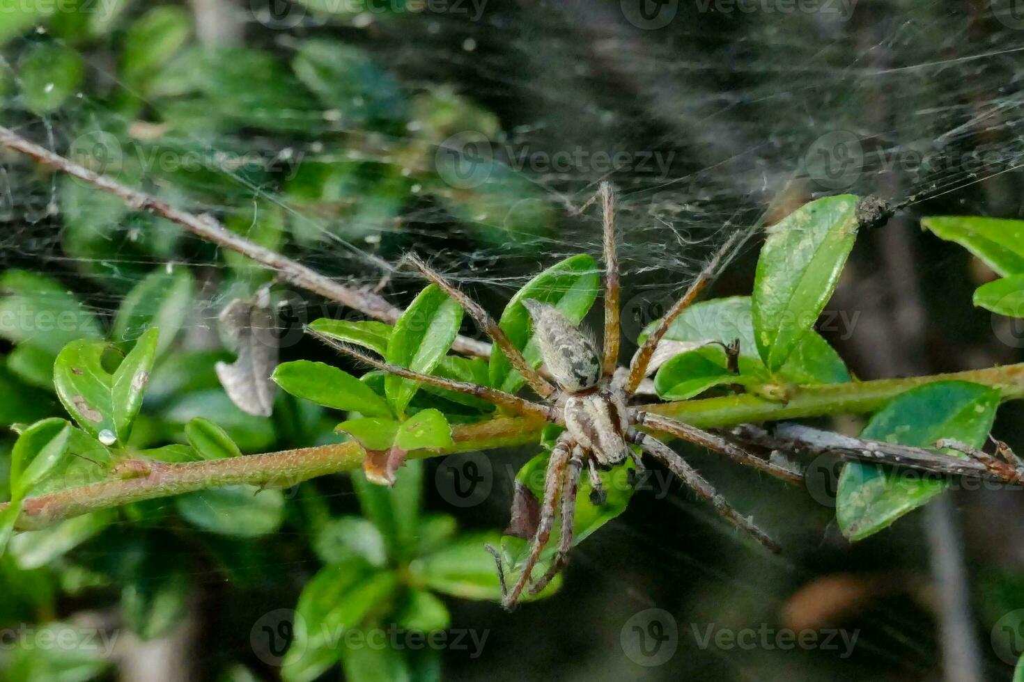 un araña en un planta con hojas foto